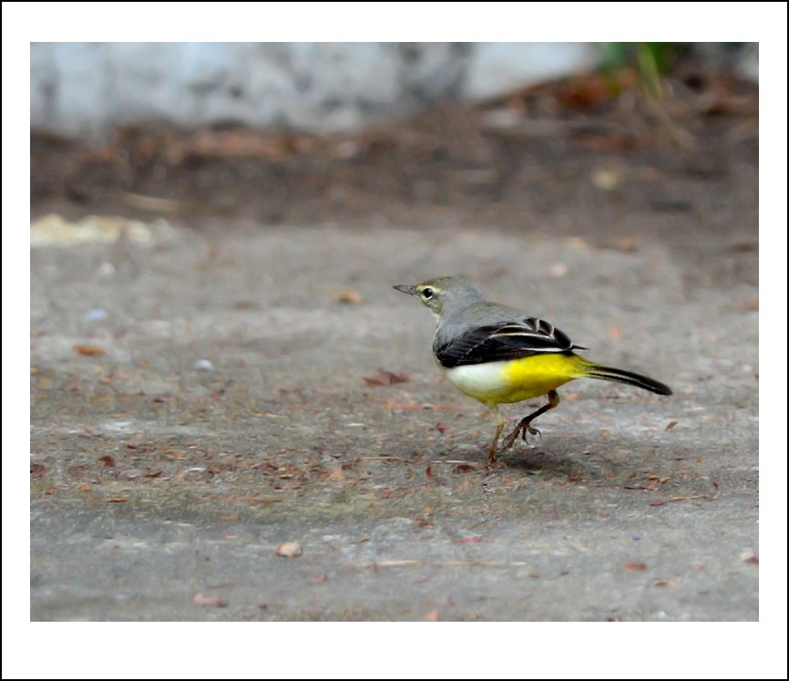 DSC_1130_conew1.jpg