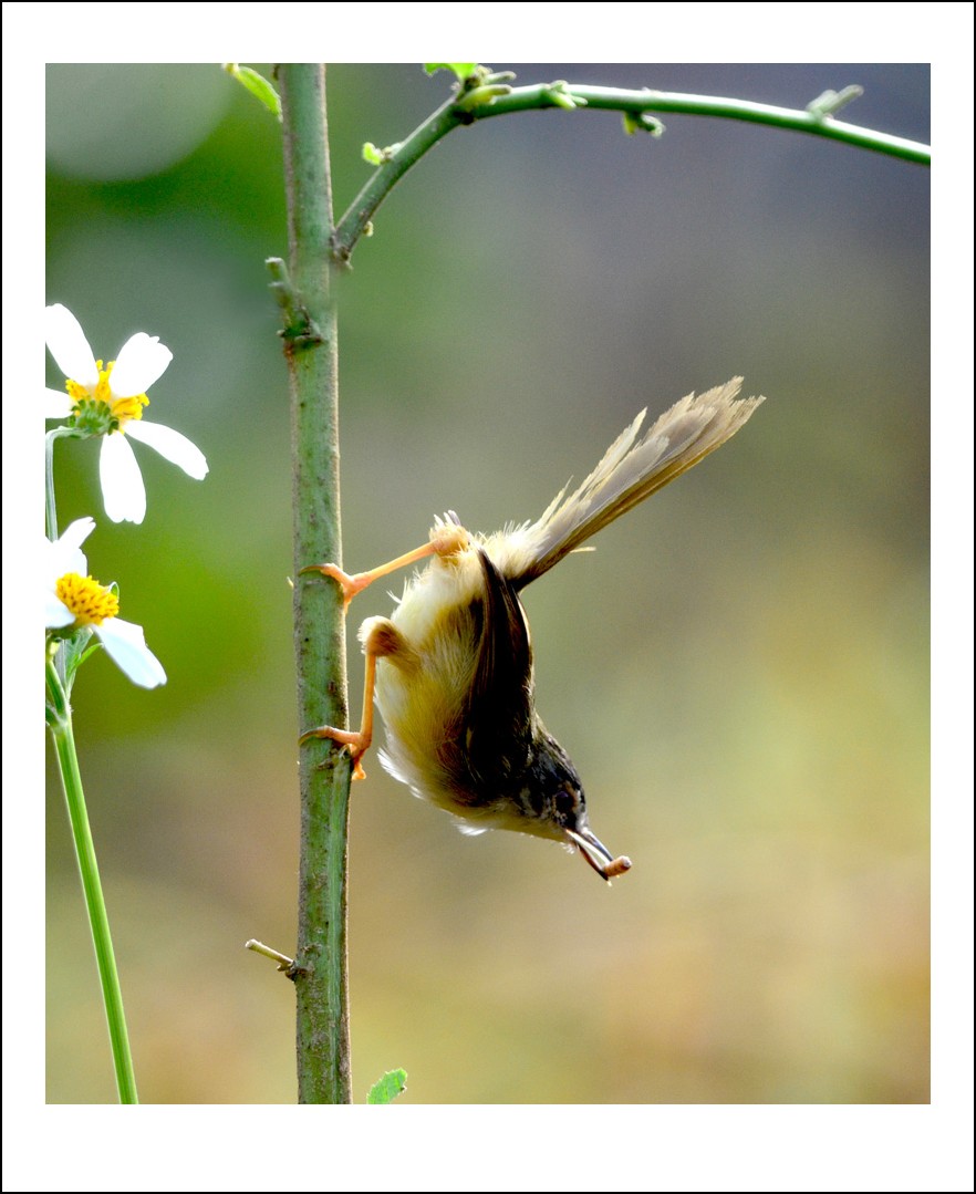 DSC_1233_conew1.jpg