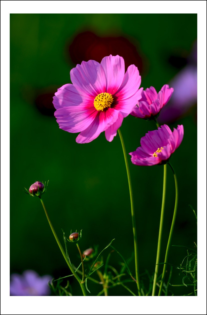 DSC_9642_conew1.jpg