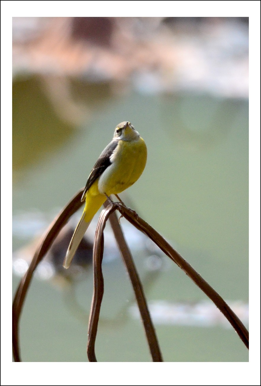 DSC_3284_conew1.jpg
