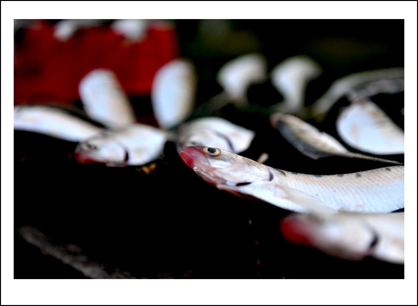 DSC_7067_conew1.jpg