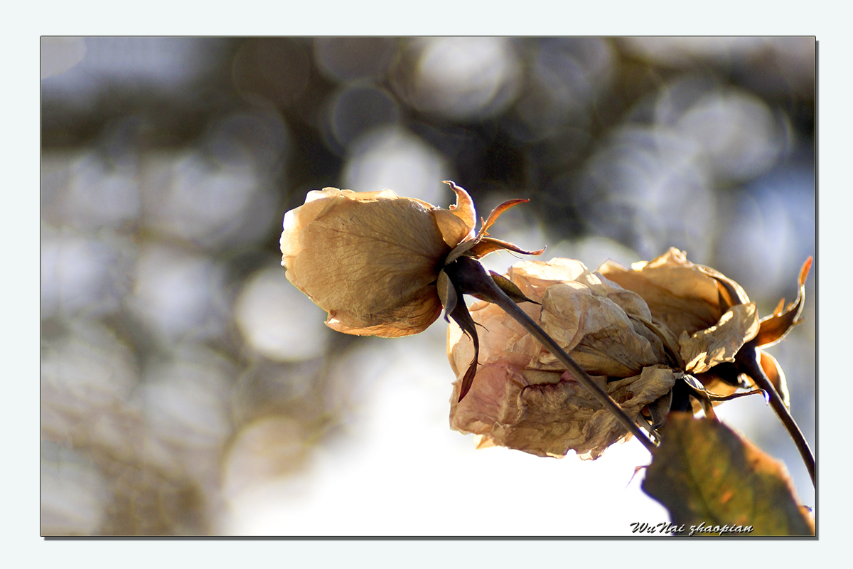 IMG_6791-1.jpg