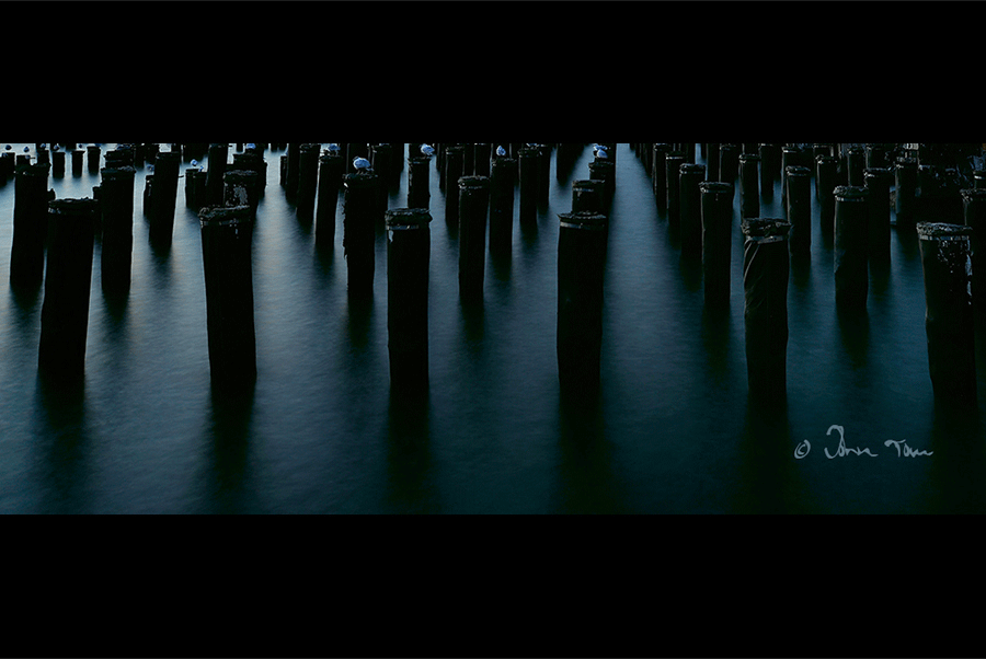 fjb_DSC7153LLssx.gif