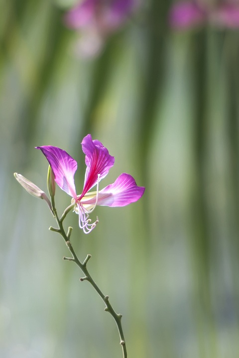 DSC_6451.jpg