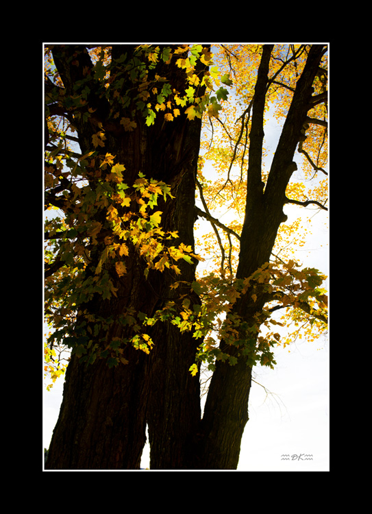 DSC_0151C1.jpg