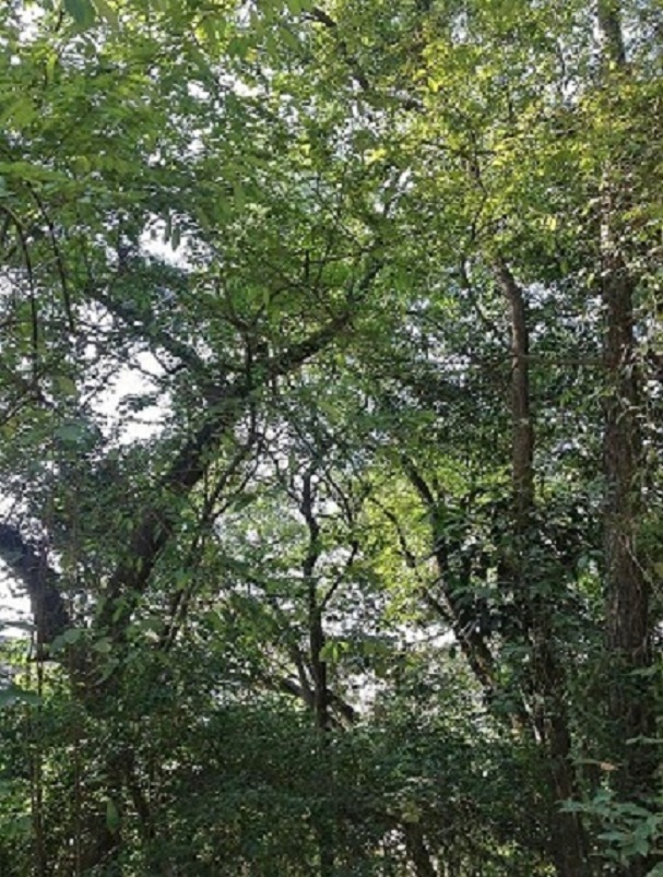 2013-11-29 2013-11-29 067.JPG