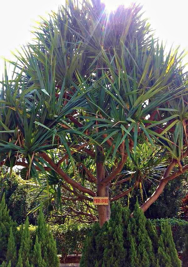 2013-11-30 ɽ 001.JPG