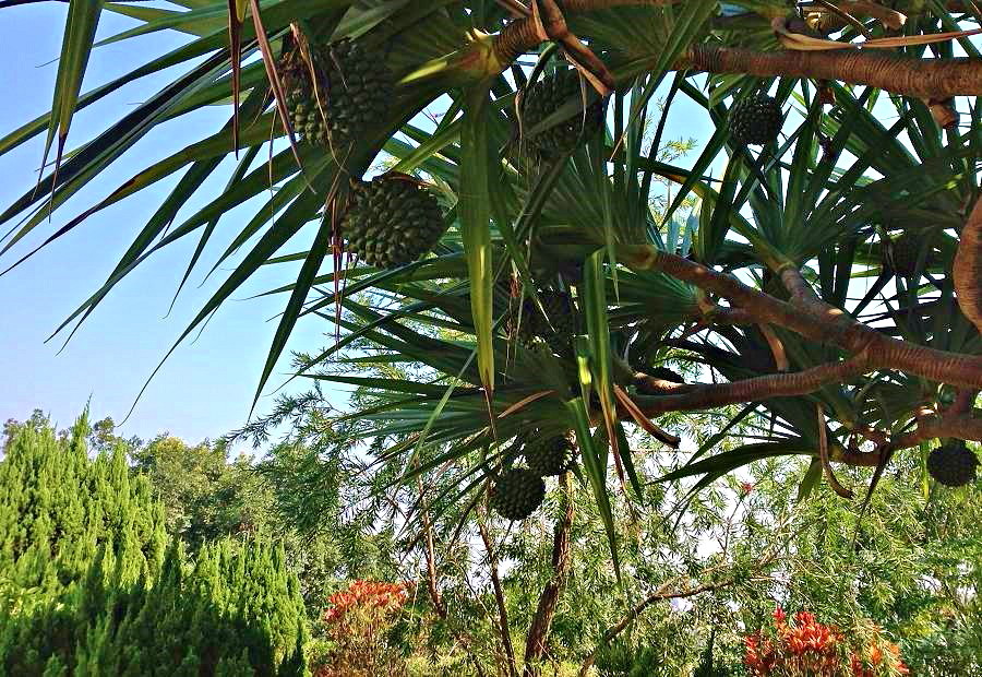 2013-11-30 ɽ 005.JPG