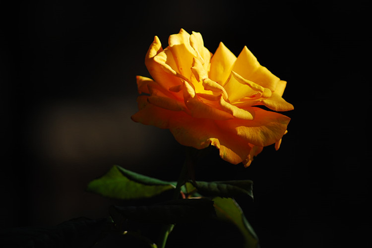 DSC_0275_����.jpg