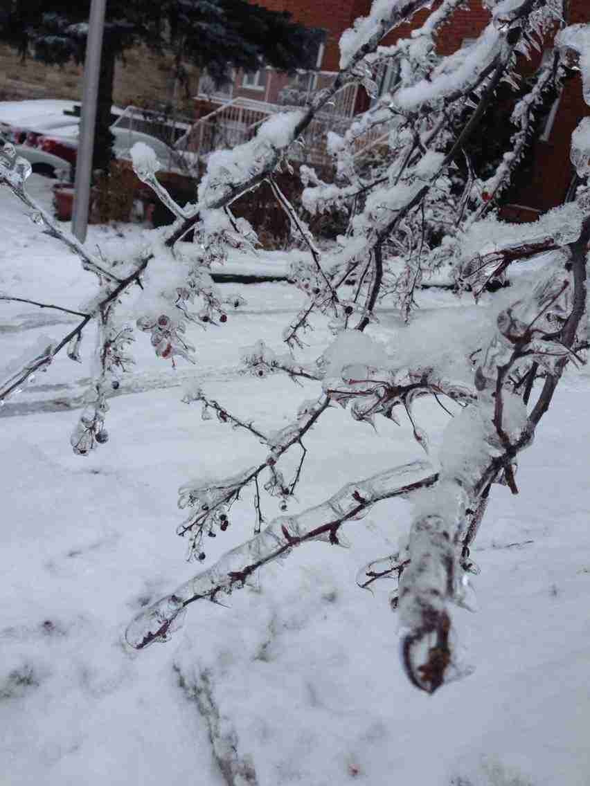 Toronto Ice Storm 2013-7.JPG