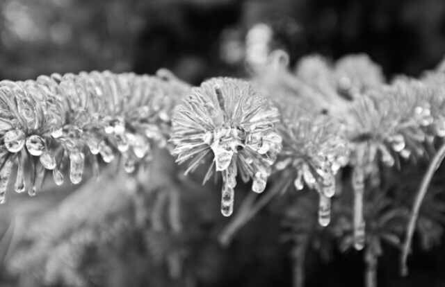 Toronto Ice Storm 2013-23.JPG