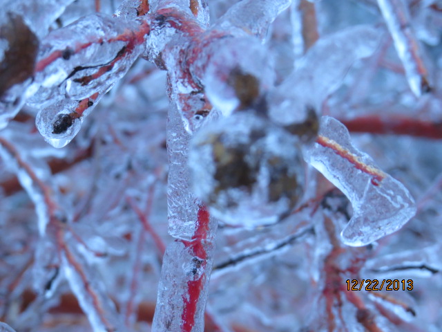 Toronto Ice Storm 2013-19.JPG