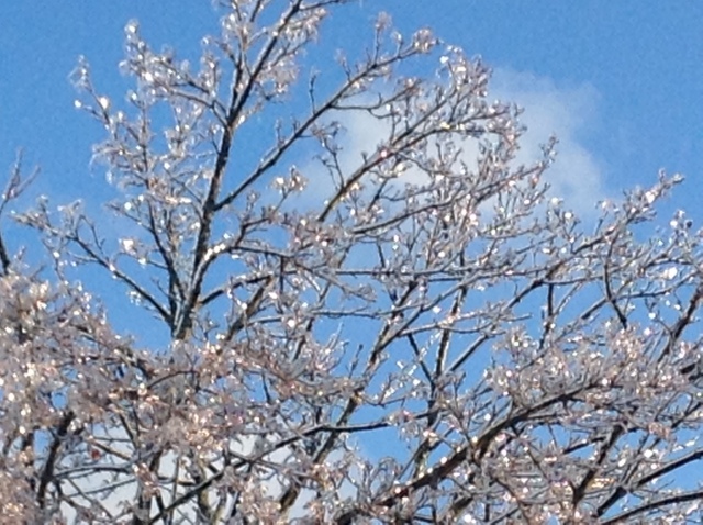 Toronto Ice Storm 2013-17.jpg