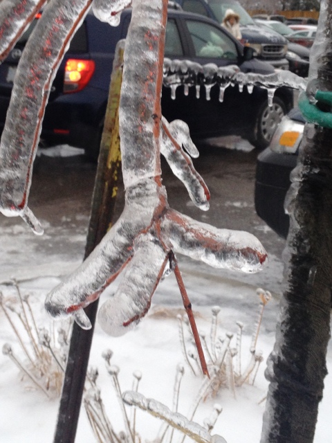 Toronto Ice Storm 2013-14.JPG