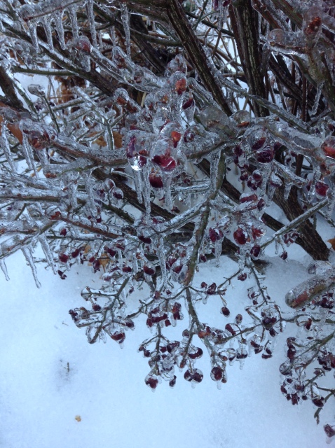 Toronto Ice Storm 2013-18.JPG