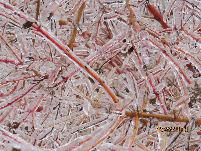 Toronto Ice Storm 2013-4.JPG