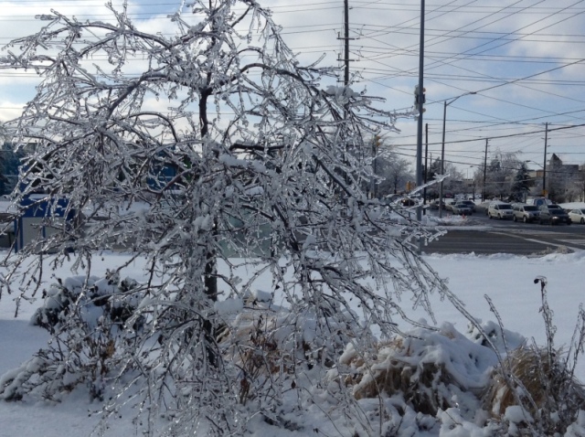 Toronto Ice Storm 2013-49.JPG