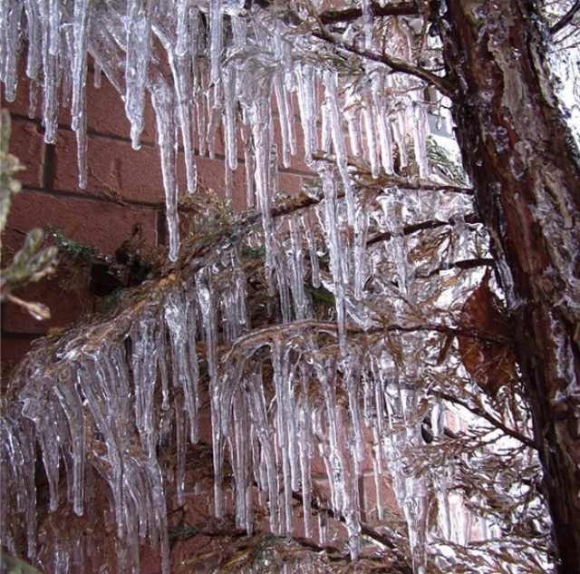 Toronto Ice Storm 2013-6.JPG