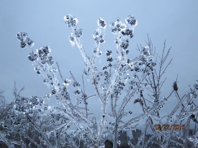 Toronto Ice Storm 2013-2.JPG