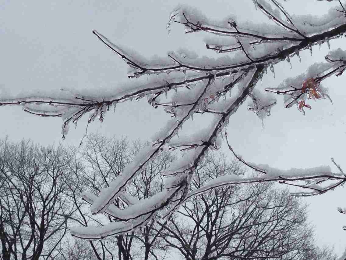 Toronto Ice Storm 2013-22.JPG