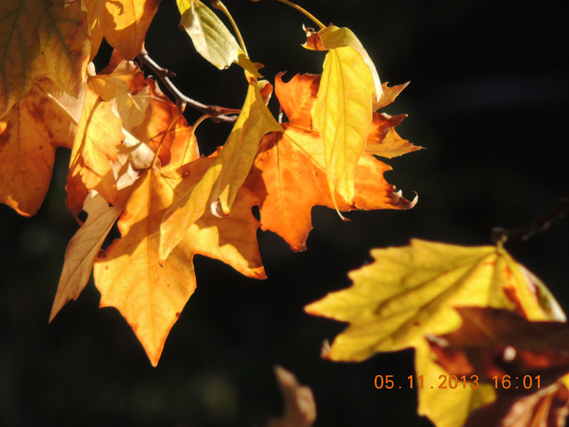 Golden gate park 750_.jpg