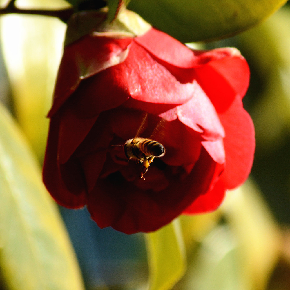 DSC_6650_10.jpg