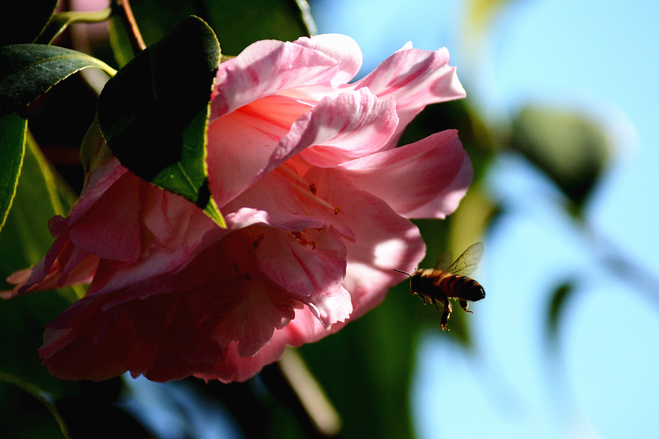 DSC_6681_8.jpg