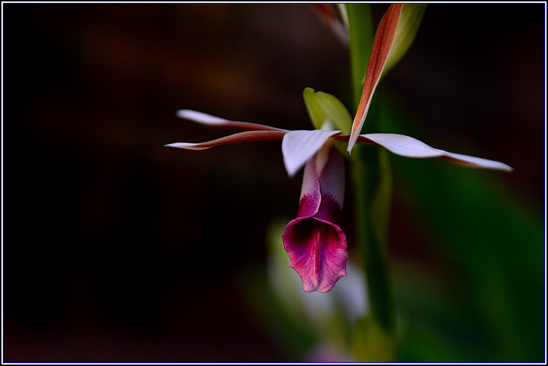 DSC_2434.jpg