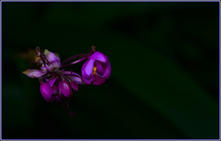 DSC_2441.jpg