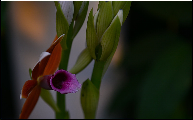 DSC_2435.jpg