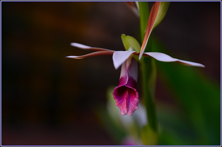 DSC_2434.jpg