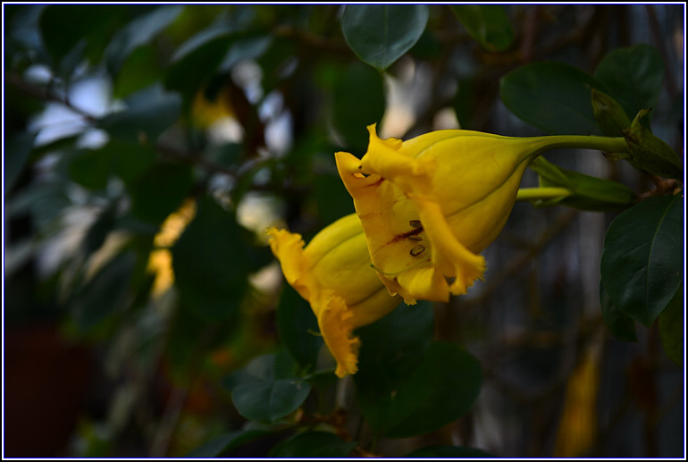 DSC_2426.jpg