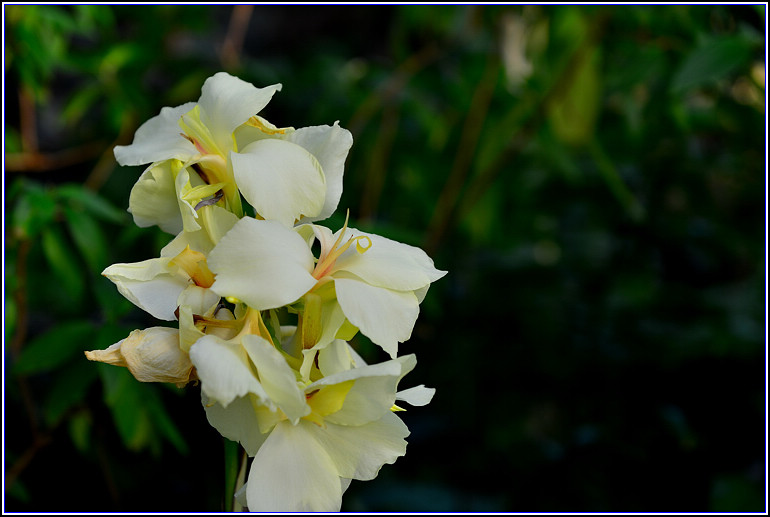 DSC_2352.jpg