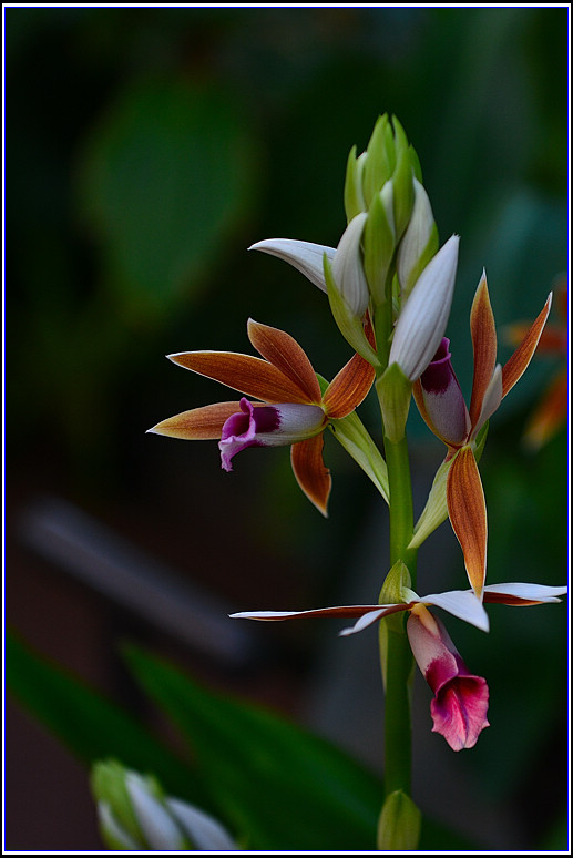 DSC_2437.jpg