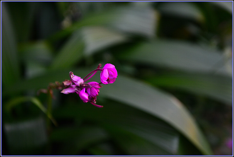 DSC_2432.jpg