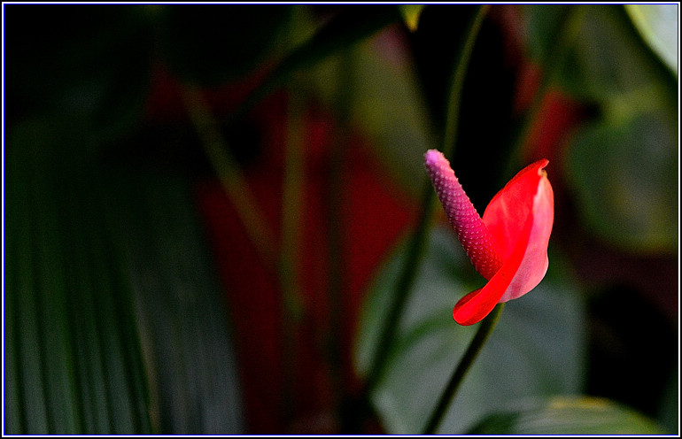 DSC_2438.jpg