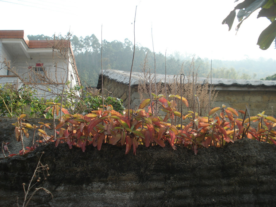 DSC00024.jpg