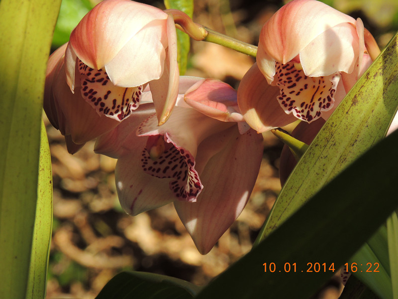 flower #2 696_.jpg