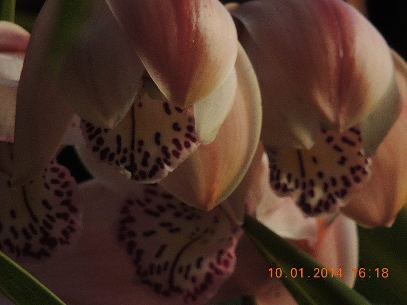 flower #2 684_.jpg