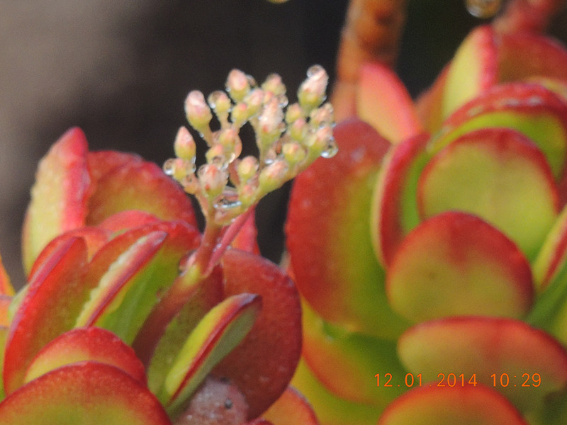 flower #2 749_.jpg