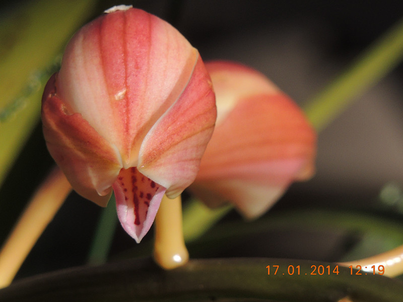 flower #2 860_.jpg