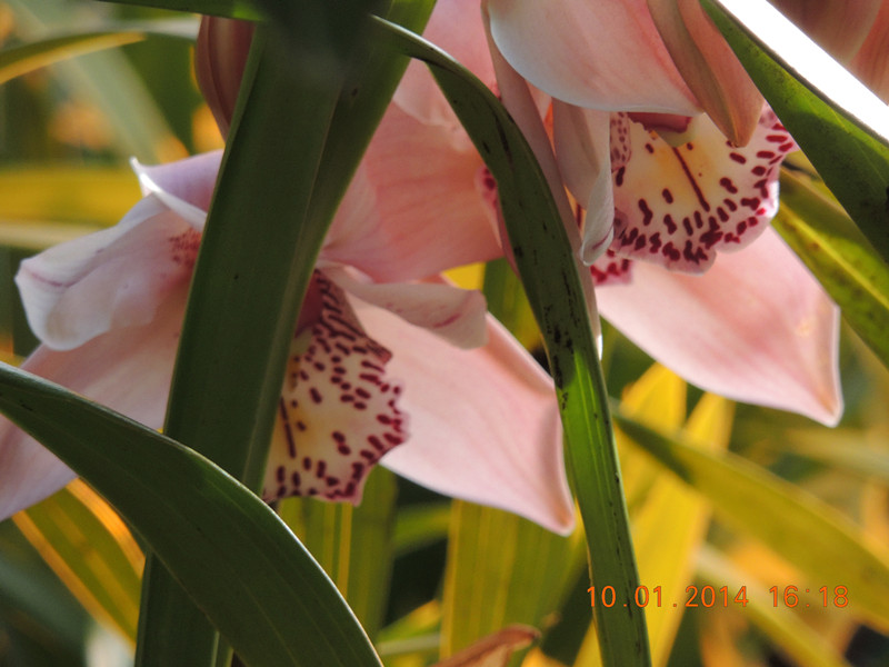 flower #2 686_.jpg