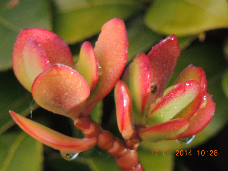 flower #2 746_.jpg