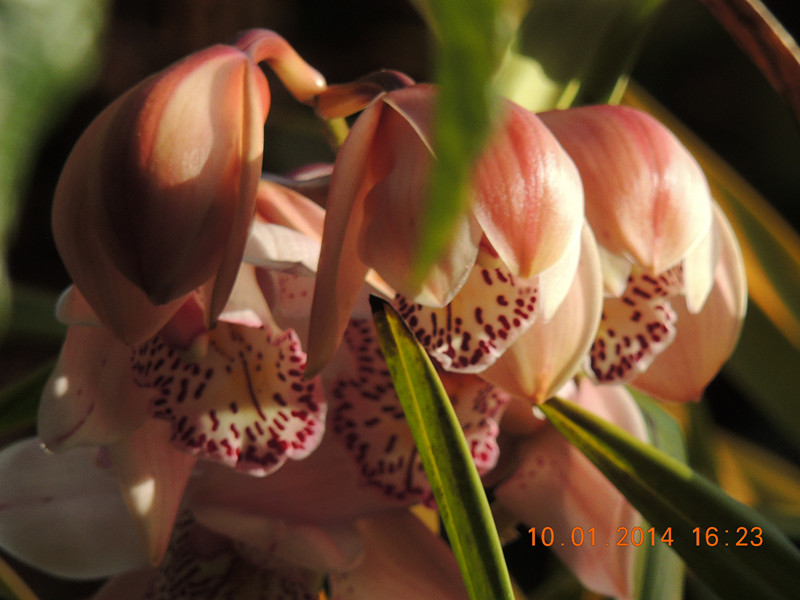 flower #2 698_.jpg