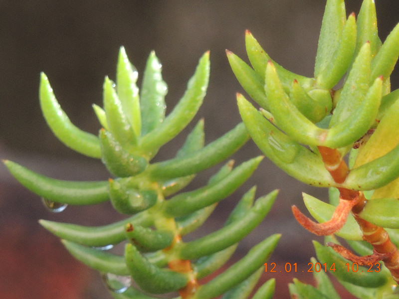 flower #2 733_.jpg