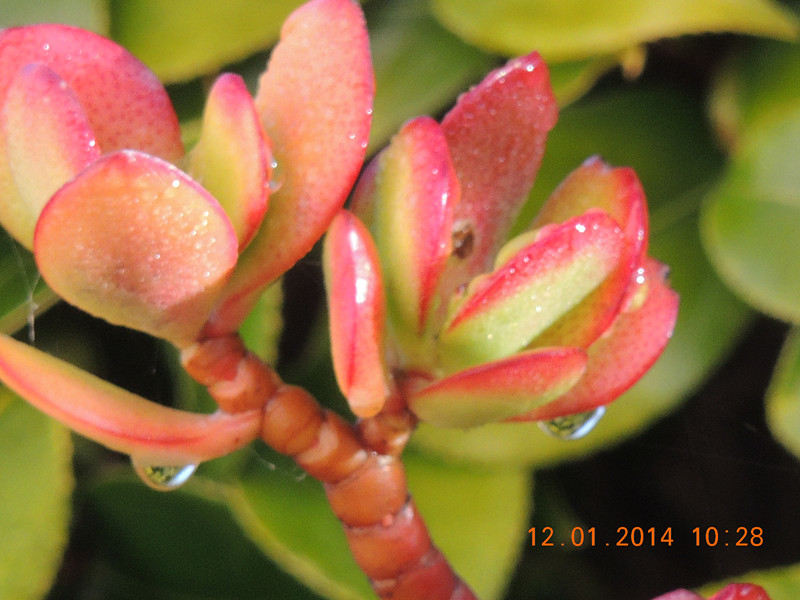 flower #2 745_.jpg