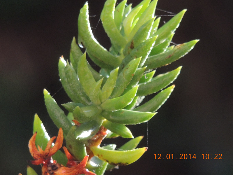 flower #2 728_.jpg