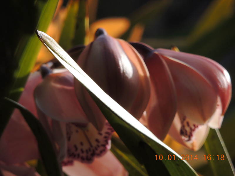 flower #2 685_.jpg