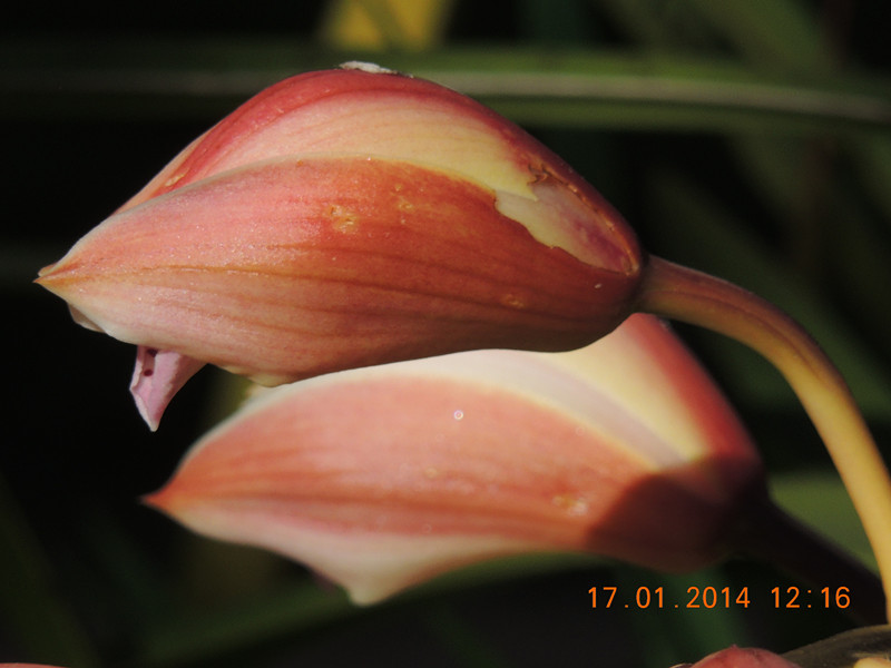 flower #2 851_.jpg