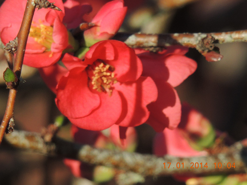 flower #2 788_.jpg